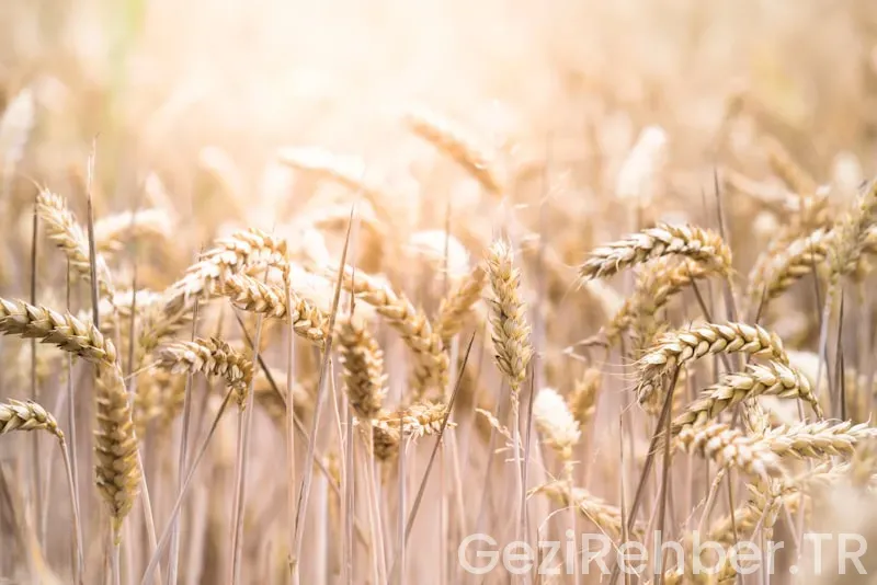 İlkadım dürüm evi