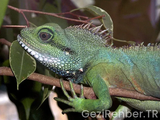 İlkbaharda Tropik Balayı Önerileri