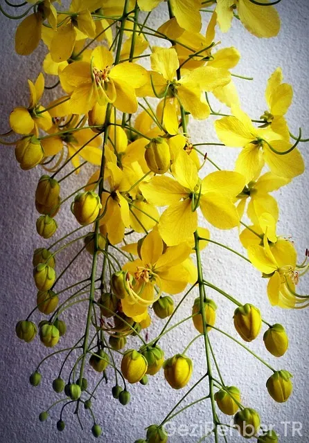 İlkbaharda Tropik Balayı Önerileri