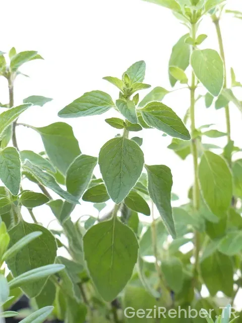 İspanya gezi rehberi dost yayınları
