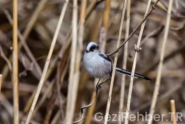 İspanya için gezi rehberi
