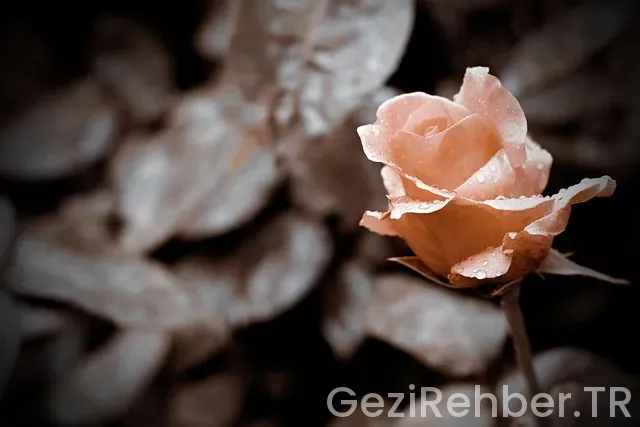 Isparta mekke arası uçakla kaç saat