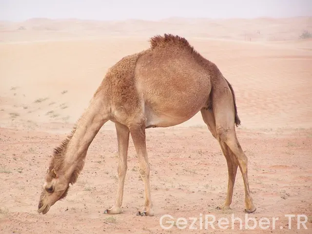 İstanbul dubai uçakla kaç saat