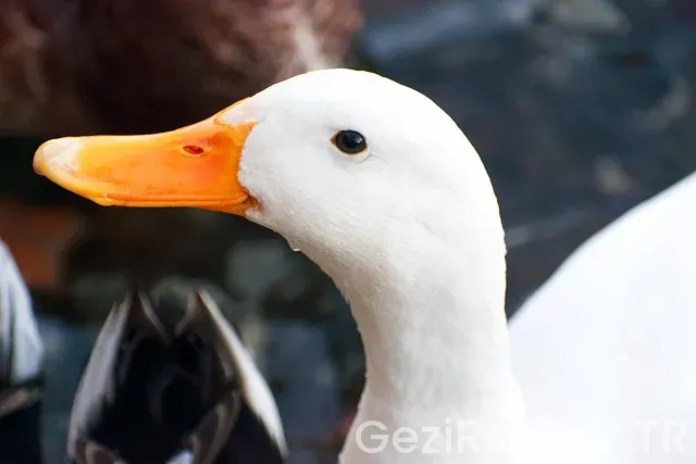 İstanbul Pekin Uçakla Kaç Saat