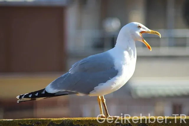 İstanbul üsküp arası uçakla kaç saat