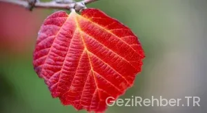 İsviçre nerede kalınır