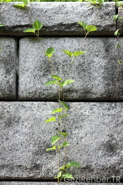 İzmir de kamp yapılacak yerleri deniz kenarı