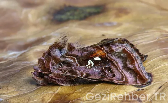 İzmir de kamp yapılacak yerleri deniz kenarı