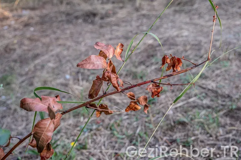 İzmir Gezi Fırsatları Şikayet