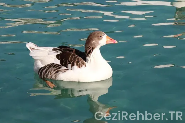 İzmir gezisi İzmir gezisi