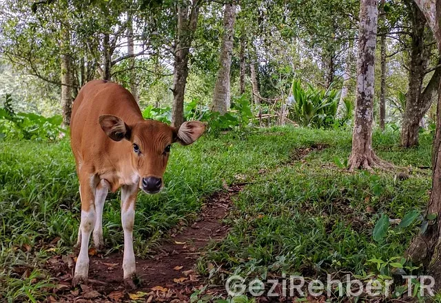 Jakarta bali arası uçakla kaç saat