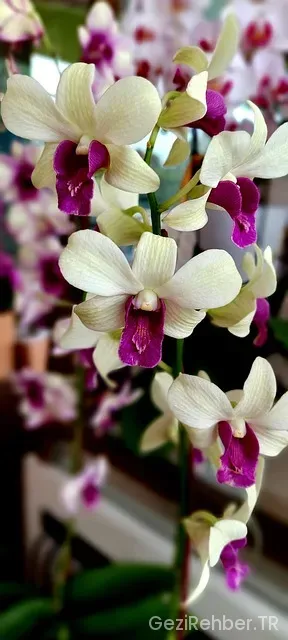 Jakarta uçakla kaç saat