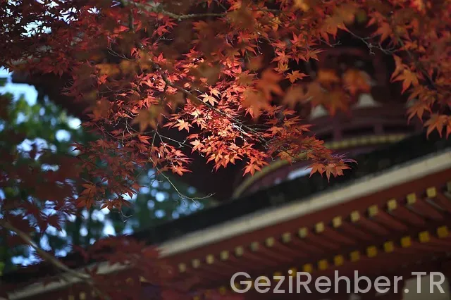 Japonya Gezi Turu​