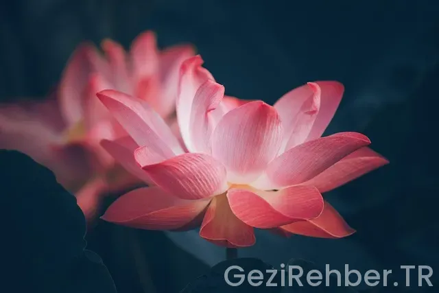 Japonya uçakla kaç saat