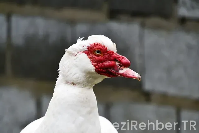 Kahire gezi notları