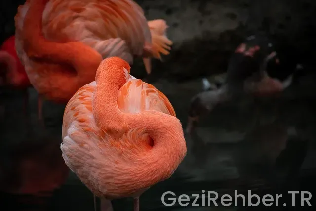 Kanaviçe Flamingo Şablonu