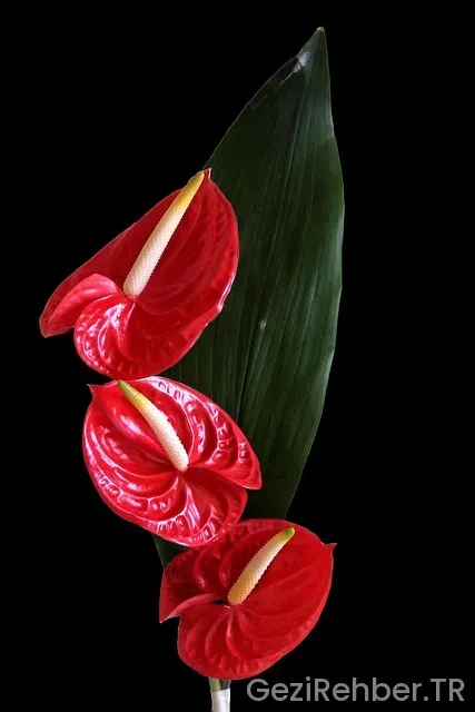 Kanaviçe Flamingo Şablonu