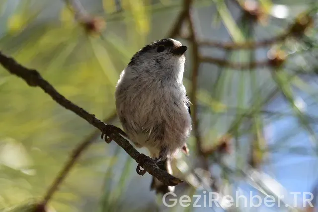 Karadeniz gezi rehberi