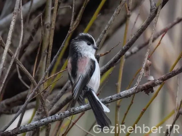 Karadeniz gezi rehberi