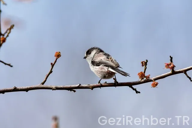 Karadeniz gezi rehberi
