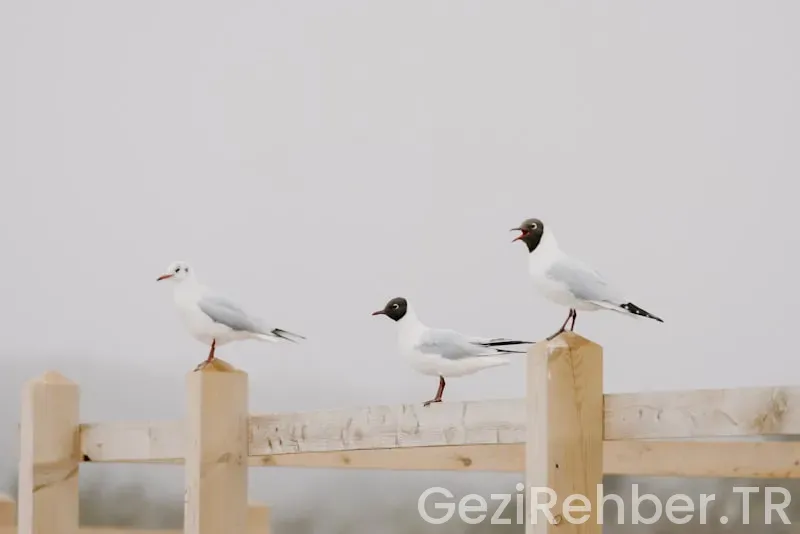 Kaş’ta Gezilecek Yerler