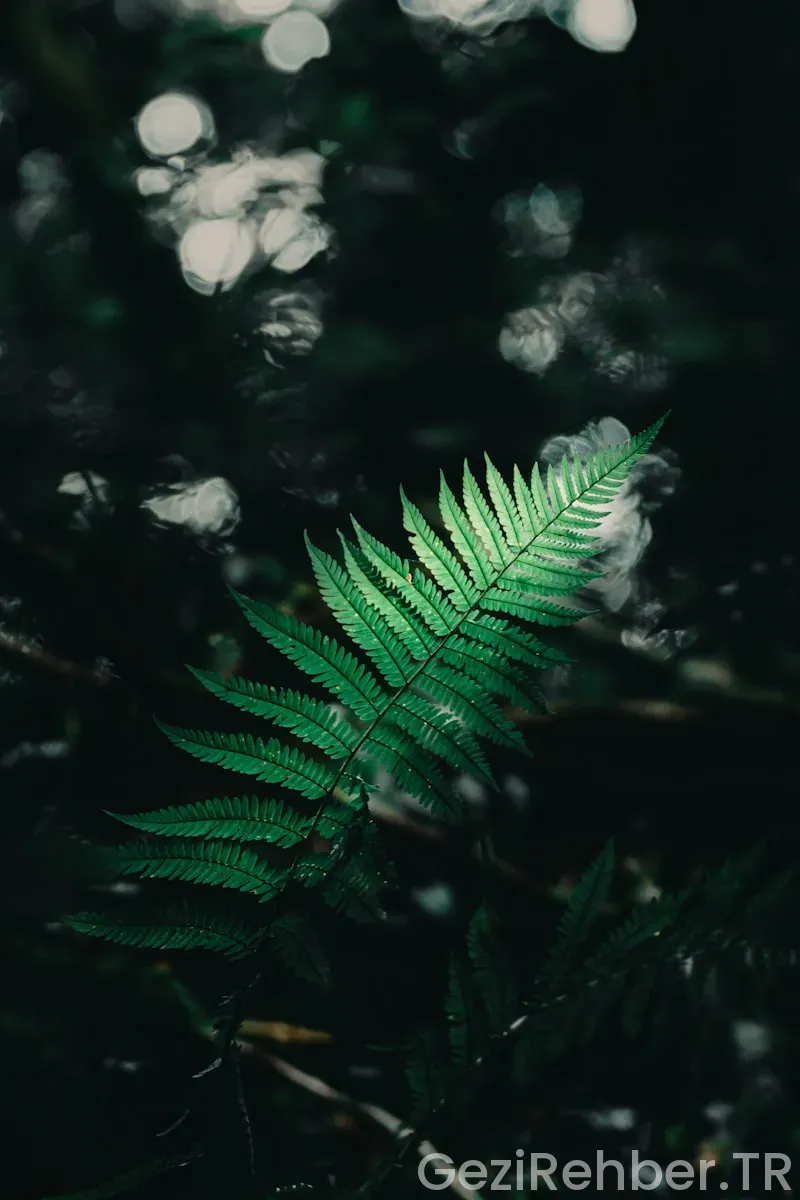 Kastamonu Gezi Tur Firmaları Kastamonu Gezi Tur Firmaları