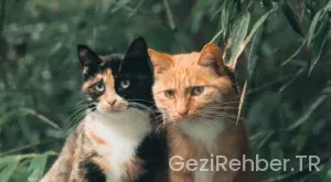 Kedilerle Birlikte Karşılıklı Kahve İçeceğin 5 Hayvansever Kafe