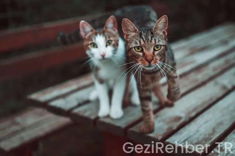 Kedilerle Birlikte Karşılıklı Kahve İçeceğin 5 Hayvansever Kafe