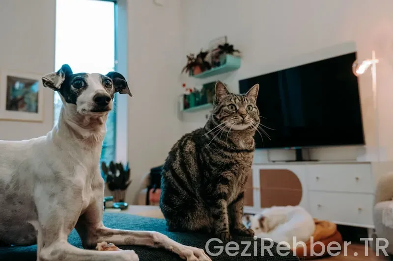 Kedilerle Birlikte Karşılıklı Kahve İçeceğin 5 Hayvansever Kafe