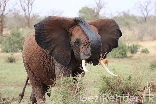 Kenya Turları Kenya Turları