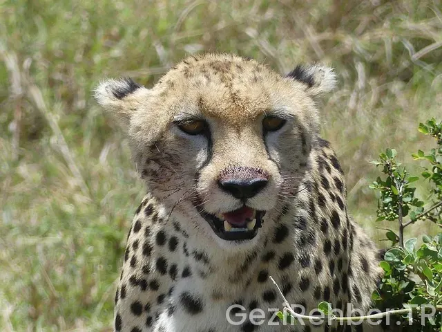 Kenya Turları Kenya Turları