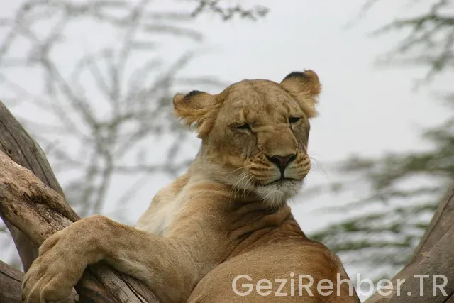 Kenya Turları Kenya Turları