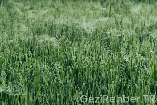 Kışın Balayına Nereye Gidilir?