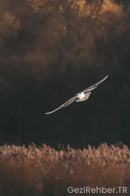 Kişinev nerede kalınır