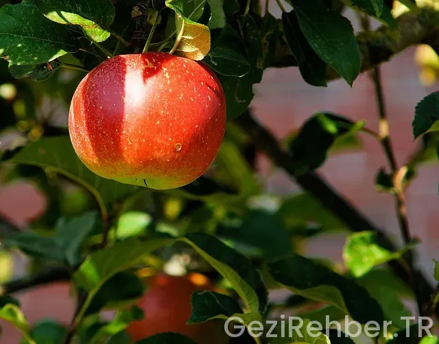 Kızaran Elma Şablonu