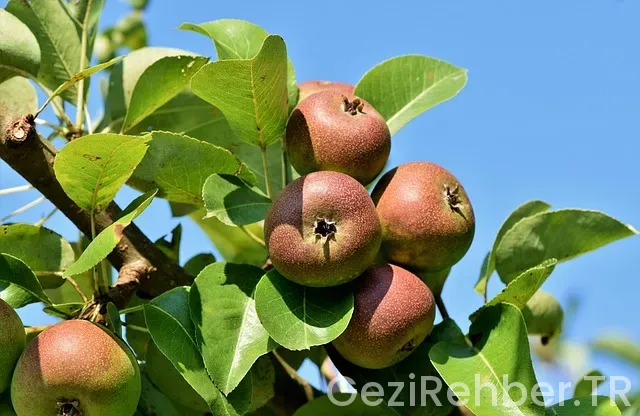 Kızaran Elma Şablonu