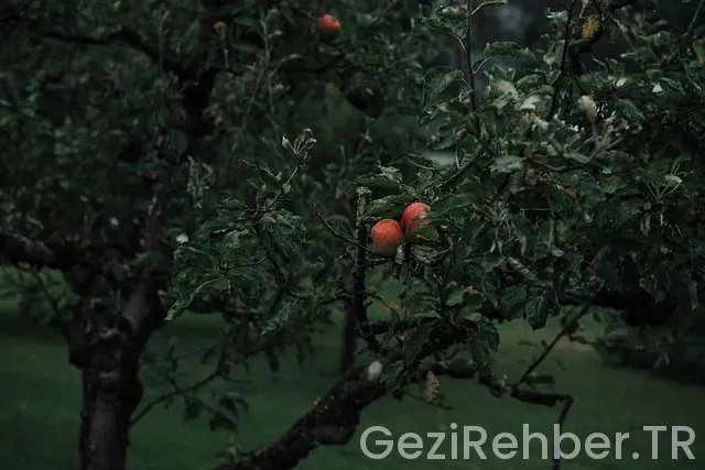 Kızaran Elma Şablonu