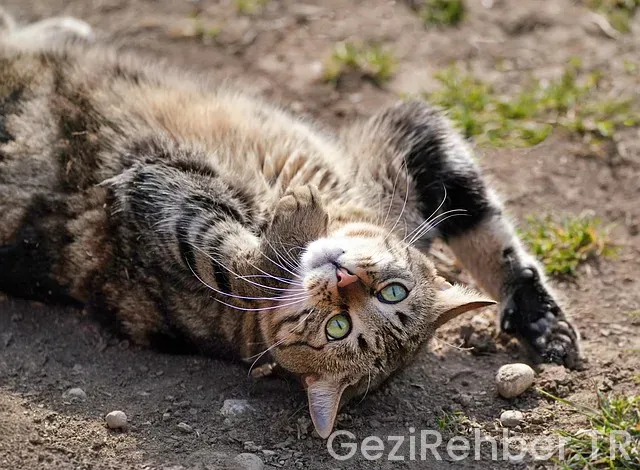 Konyada Gezilecek Yerler