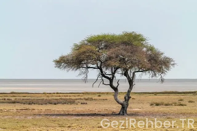Kurban Bayramı Afrika Safari Turu