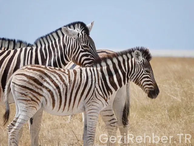 Kurban Bayramı Afrika Safari Turu