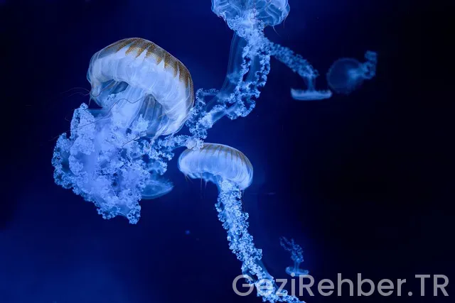 Kütahya'da Gezilecek Yerler