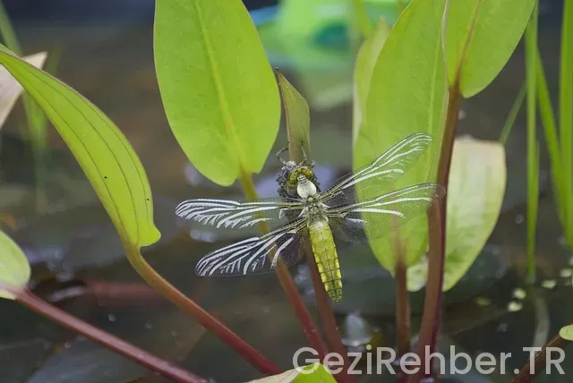 Kuyumcular kaçta açılır