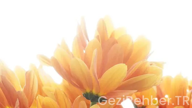 Kuzey Işıklarının Göründüğü Yerler