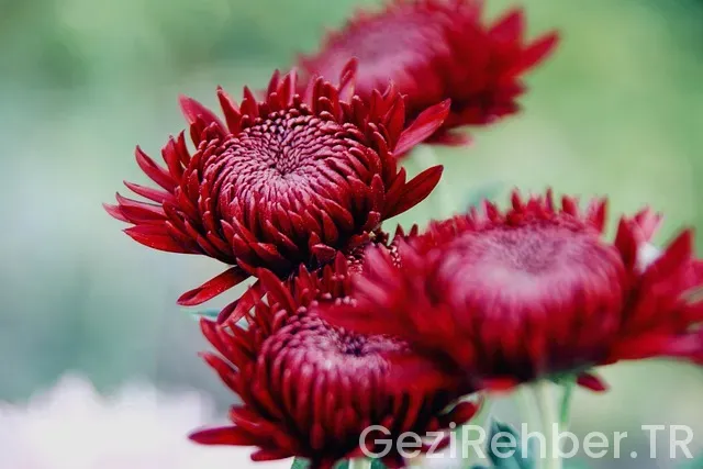 Macaristan da 1 gün