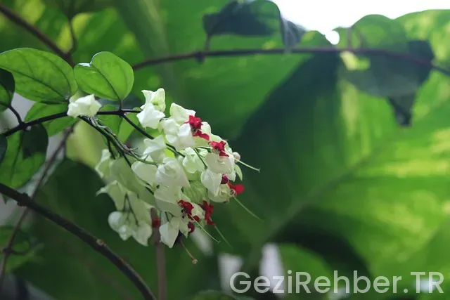 Macaristan gezisi blog