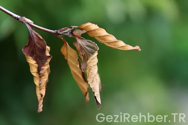 Macaristanin gezmeli yerleri