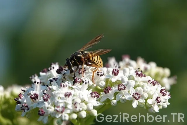 Marmara başıbüyük kampüs canlı gez