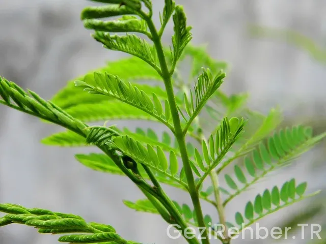 Marmara başıbüyük kampüs canlı gezi