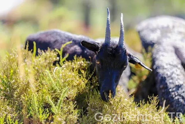 Marmara'da görülmesi gereken yerler