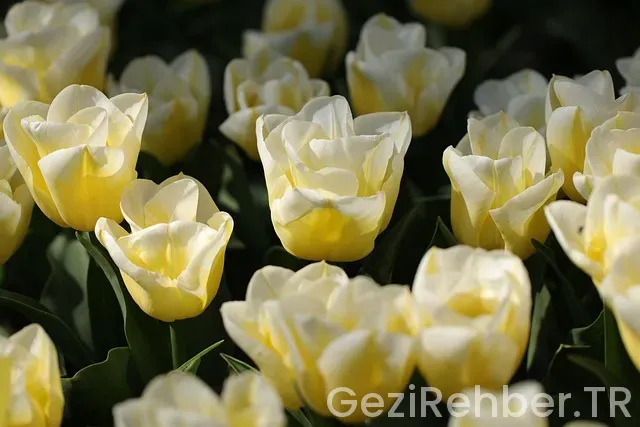 Masal Köyü Hollanda